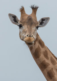 Close-up portrait of giraffe against clear sky