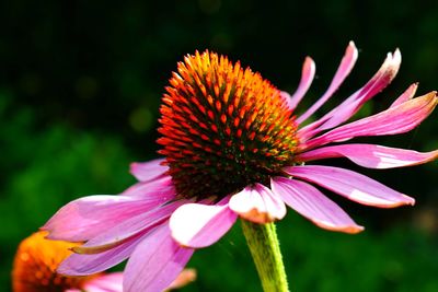 Close-up of pink flower