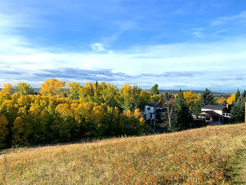 Trees and plants growing on field against sky