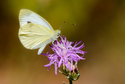 Close-up of butterfly pollinating flower