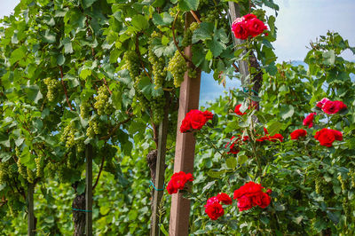 Red flowers growing on tree