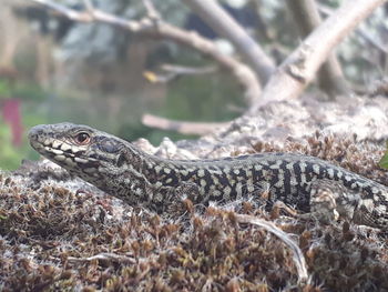 Close-up of lizard on land