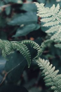 Close-up of snow on leaves during winter