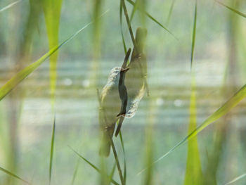 Close-up of insect on grass