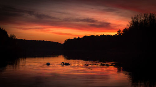 Silhouette ducks swimming in lake during sunset