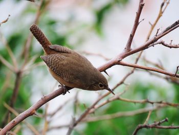 Close-up of bird perching on branch