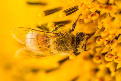 Close-up of bee on yellow flower