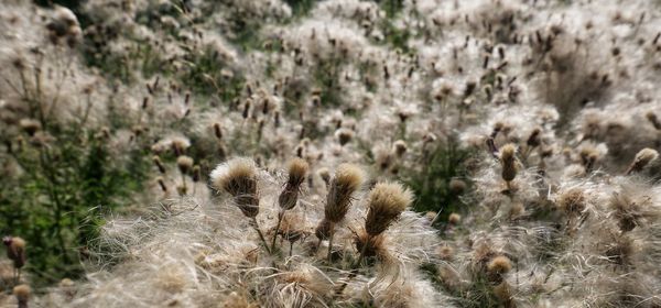 Close-up of white flowering plant on field