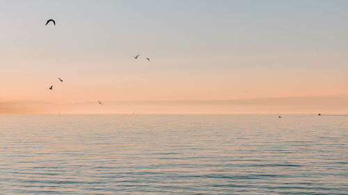 Silhouette birds flying over sea against clear sky