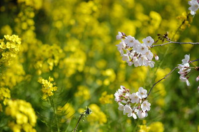 Close-up of insect on yellow flowers