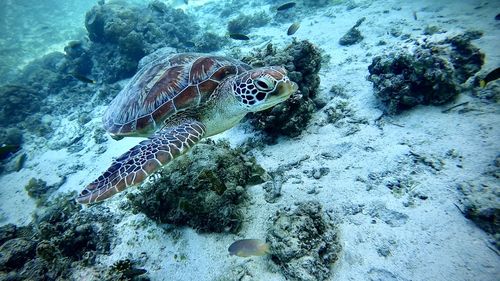High angle view of turtle in sea