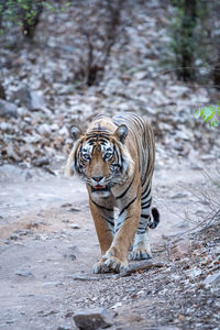 Portrait of tiger in a zoo