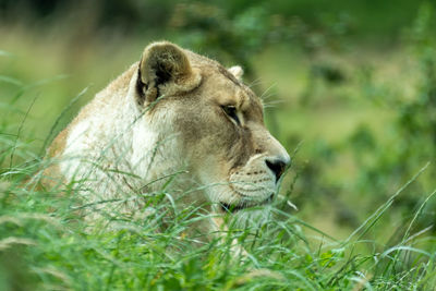 Close-up of a cat on field