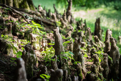 Close-up of plants growing on field