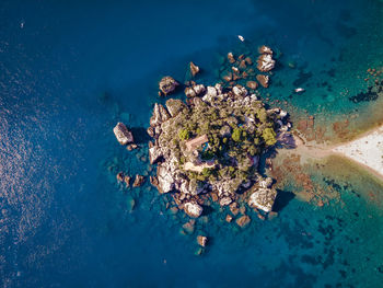 High angle view of coral in sea