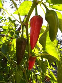 Close-up of red chili peppers on plant