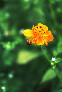 Close-up of yellow flower