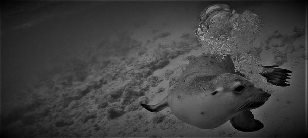 Close-up of fish swimming in sea