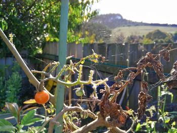 Close-up of fruit growing on tree