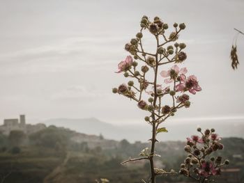 Pink flowers growing on tree