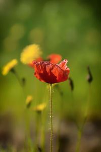 Close-up of red poppy flower