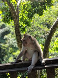 Monkey sitting on tree