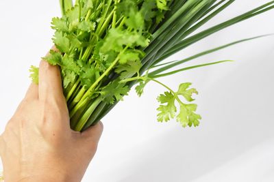 Cropped image of hand holding leaves against white background