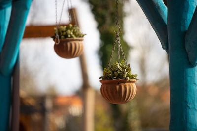 Close-up of potted plant hanging in yard