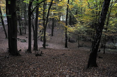 Trees in forest during autumn