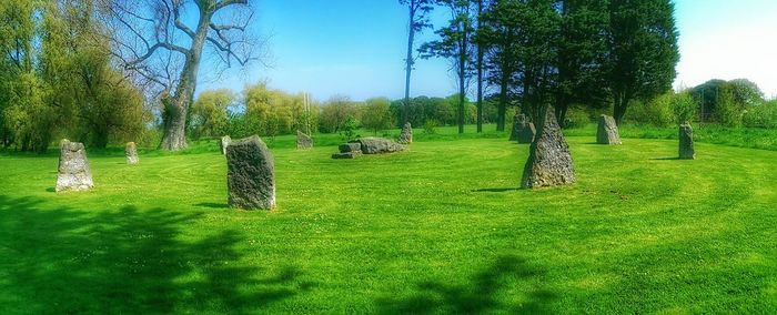 Trees on grassy field