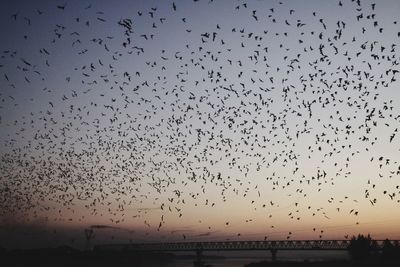 Flock of birds flying in sky