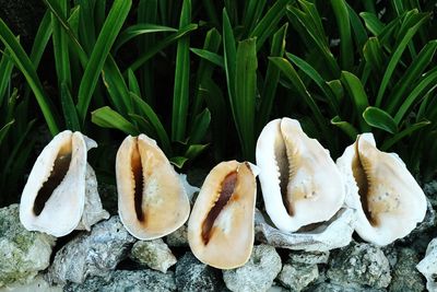 Close-up of mushrooms growing on field