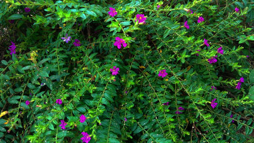 High angle view of pink flowering plants