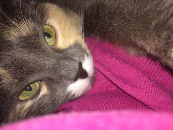 Portrait of cat lying on bed