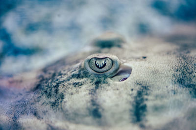 Close-up of fish in tank at aquarium