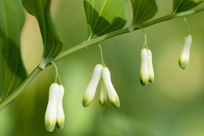 Close-up of white flowering plant