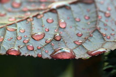 Close-up of wet leaves