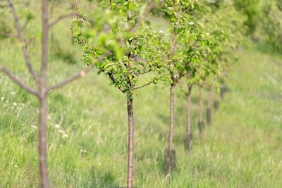 Plant growing on field