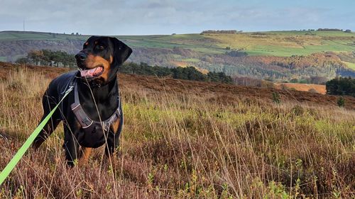 Young woman with dog on field