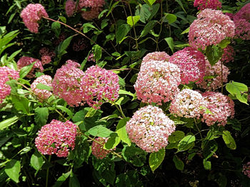 Close-up of pink flowers