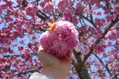 Close-up of hand holding pink cherry blossoms