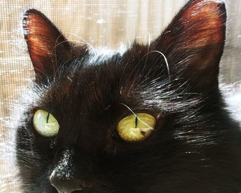 Close-up portrait of black cat