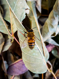 Close-up of bee on leaf