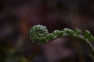 Close-up of green leaves