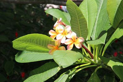 Close-up of plant