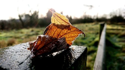 Close-up of dry leaf on field against sky