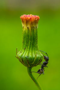 Close-up of insect on flower