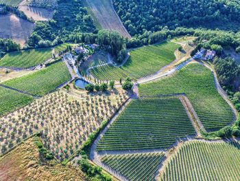 High angle view of agricultural field