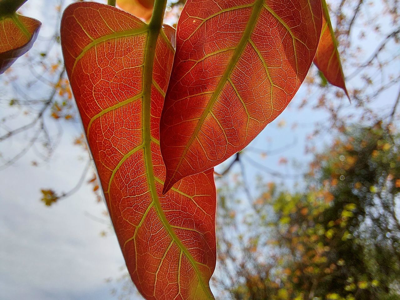 CLOSE-UP OF AUTUMNAL LEAVES ON TREE