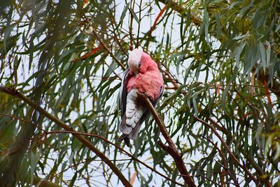 Low angle view of bird perching on branch